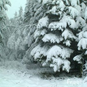 Snowy Forest