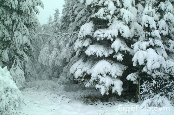 Snowy Forest